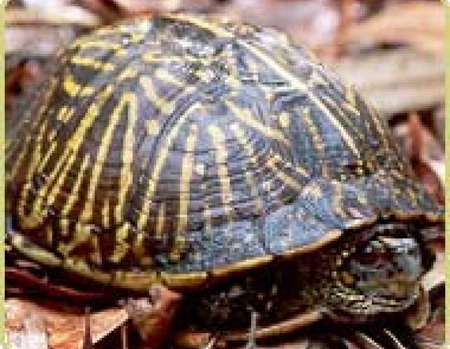 Diet for Box Turtles