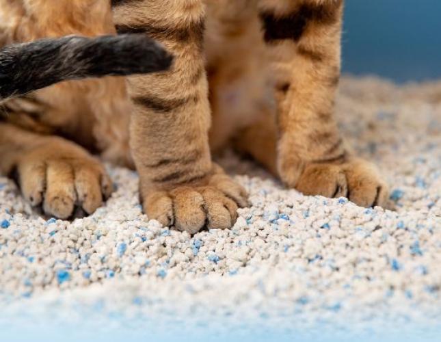 4 Essential Litter Box Tips Every Cat Owner Should Know