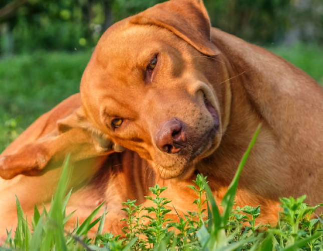 Dog Fleas and Ticks: Get Them Before They Get You!